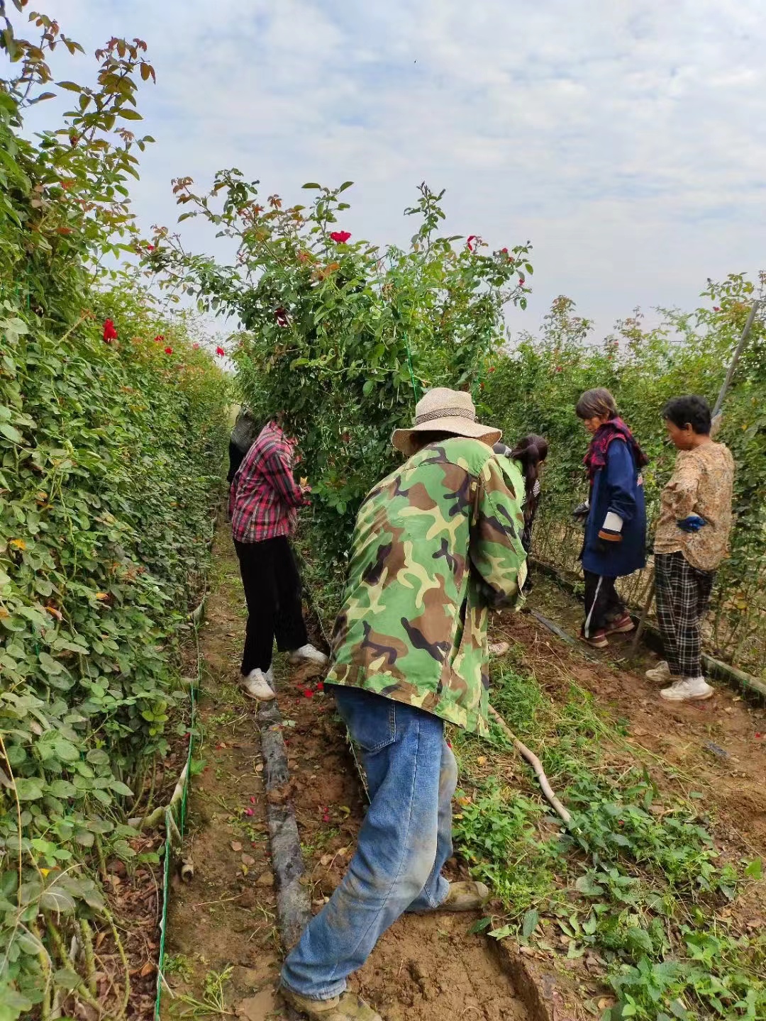 造型月季月季花墙发往江苏某景区，特点见效快。(图5)