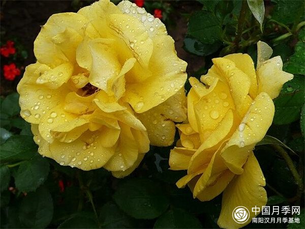 金凤凰月季(图4)