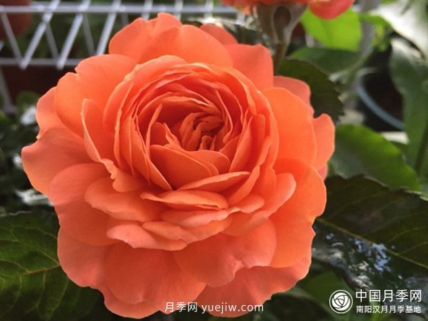 10大必备微型月季品种(图10)