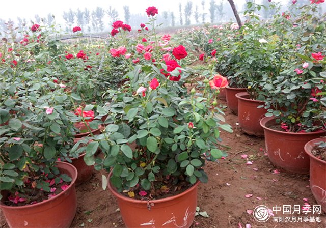月季花的栽培以及修剪技巧有哪些？(图1)