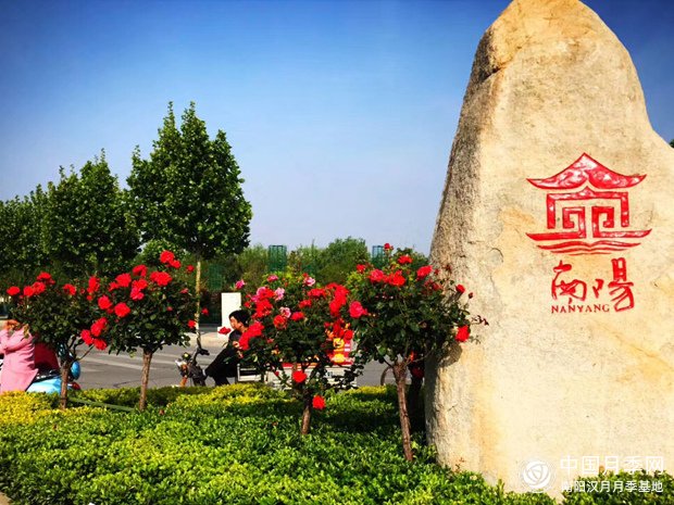 南阳月季产业发展的现状(图1)