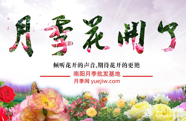 月季、玫瑰与蔷薇有何区别，该如何分辨？(图1)