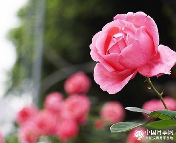 重庆街头月季盛开，扮靓山城四月美景(图5)