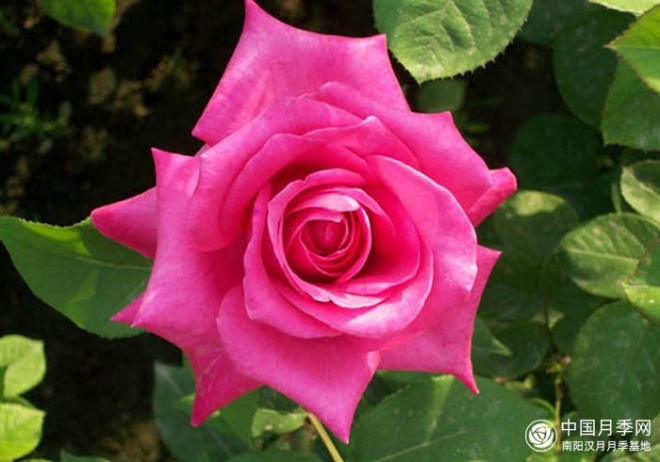 月季花是什么颜色？(图1)