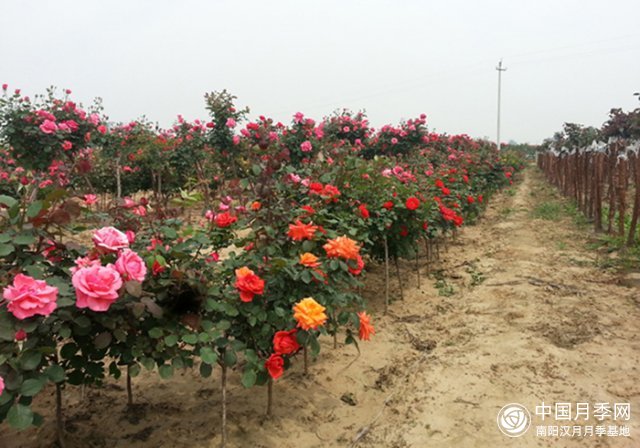 如何在树状月季的开花习性生长期进行修剪(图1)