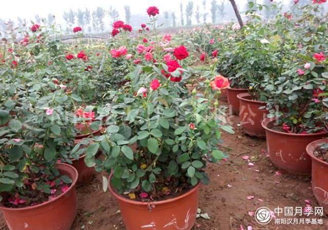 哪种土壤适合种植月季？(图1)