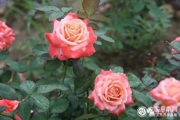 丰花月季的知识和品种(图7)