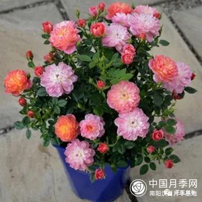微型月季的知识和品种(图1)