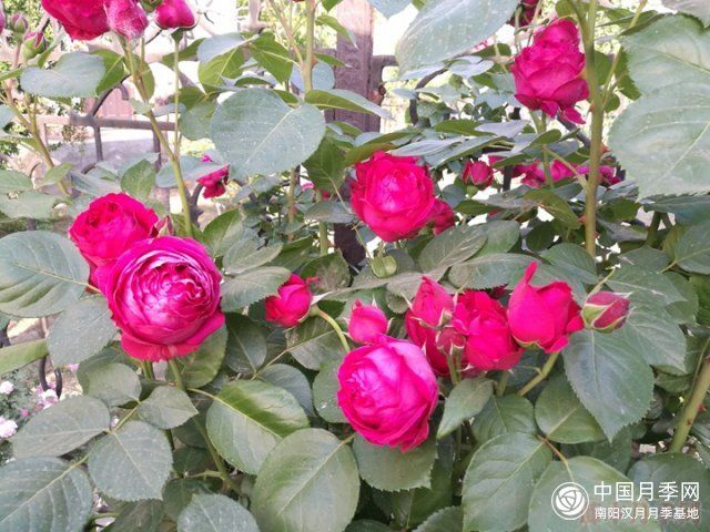 月季红色龙沙宝石是什么特性？(图1)