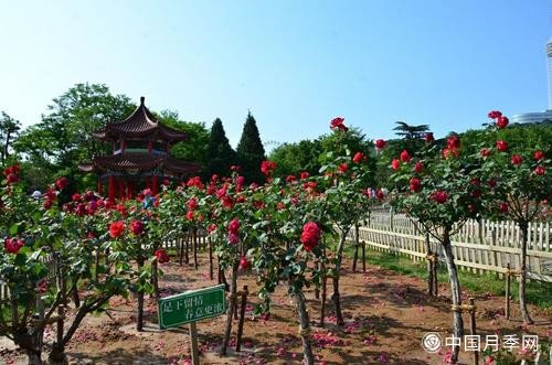 大连月季市花文化(图6)