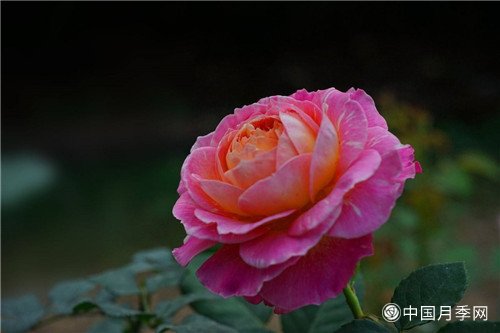 月季花的民间故事(图1)