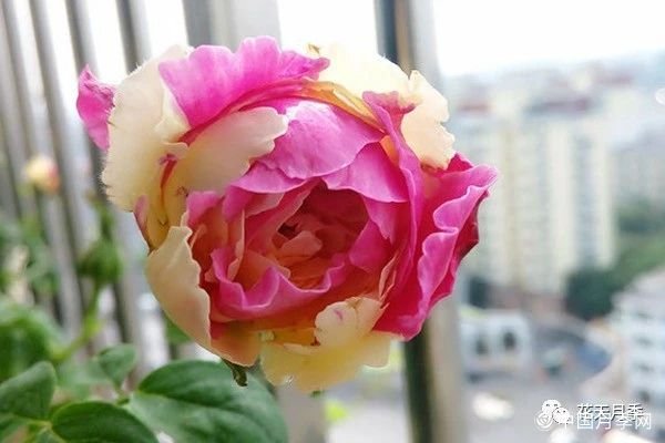 风月月季知识(图2)