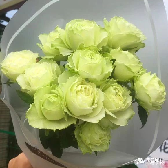 女士时装的月季知识(图2)