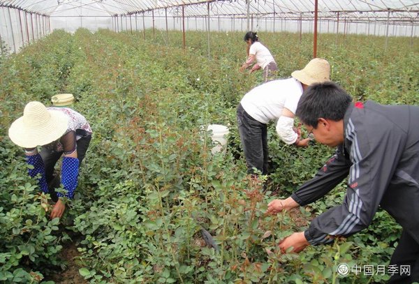 云南月季大王杨崇礼 月季致富之道(图1)