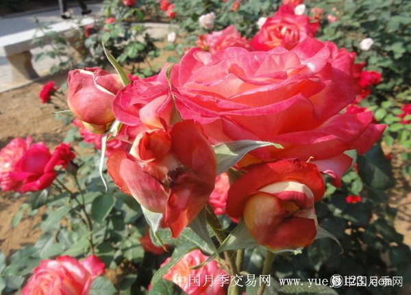 西藏“高原特色花卉展”闭幕继续赏花“走起”！(图1)