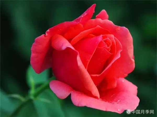南阳月季甲天下(图12)