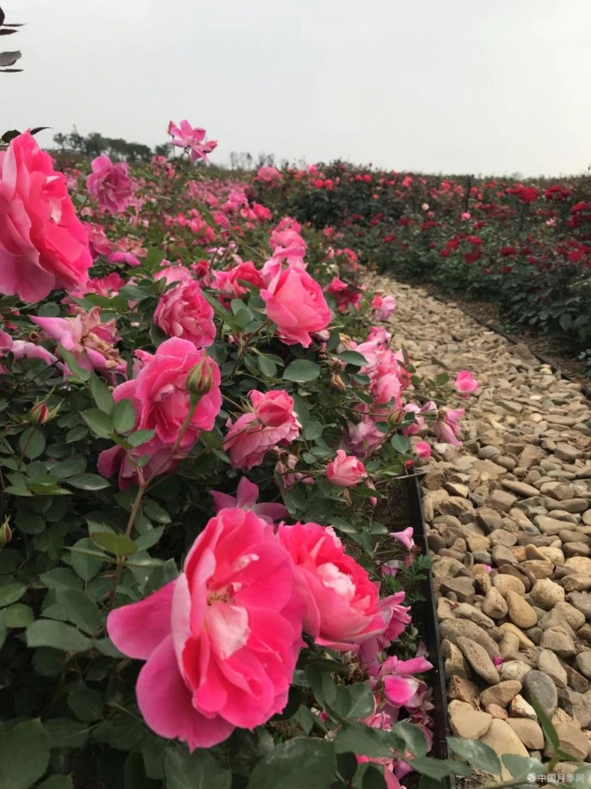 丰花盆栽月季，仙境，红从容，黄从容。适用高架道路、月季花海。(图7)