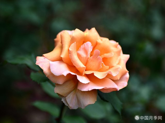 南阳月季饼， 香飘大中华(图1)