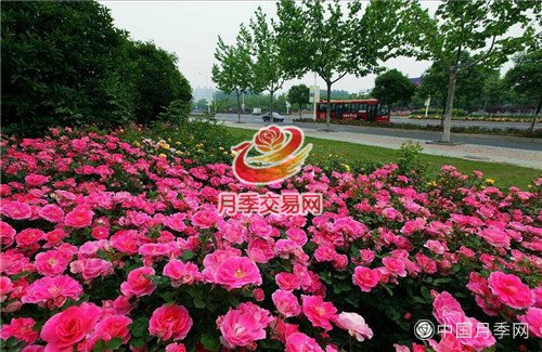 杭州高架上的“网红”月季上线！(图3)