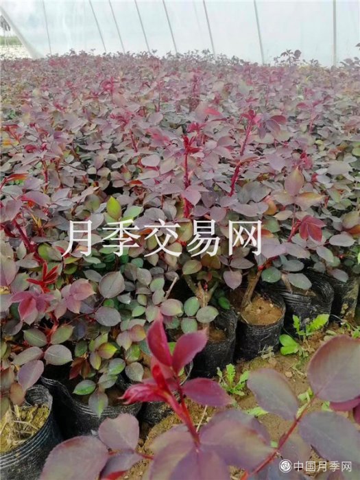 2021年绿化项目赶工期 盆栽月季成香饽饽！(图3)