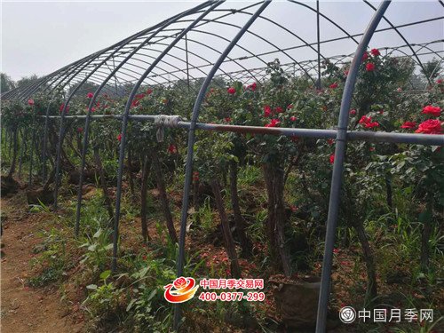 月季网高规格月季树供应贵州园林公司(图2)