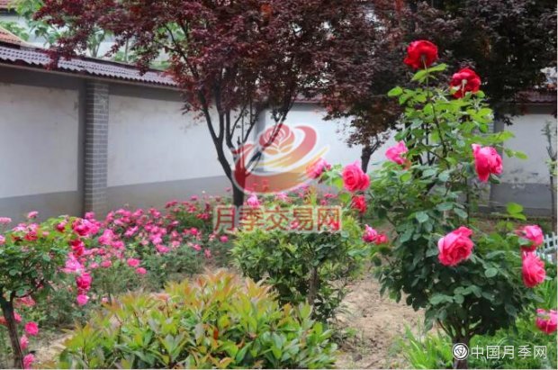 让荒地变身花海 看小山村实现美丽蝶变(图1)