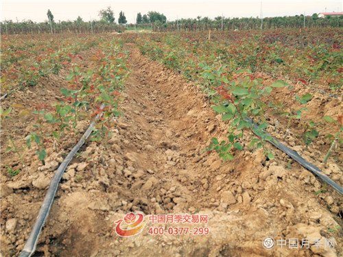 首次试种月季小苗 汉月月季网完成2000小苗发货(图5)
