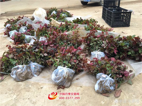 大花月季与藤本月季联合打造月季花园(图1)