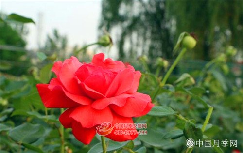 襄城公园月季花开 今年两车月季再增美景(图7)