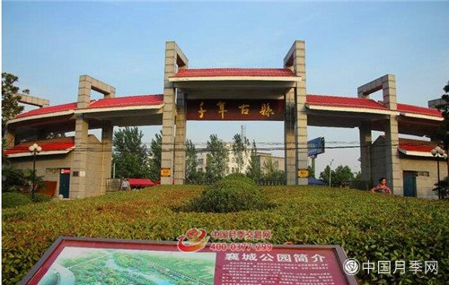 襄城公园月季花开 今年两车月季再增美景(图2)