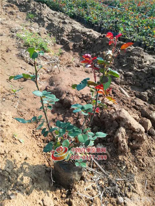 5000盆栽月季发往湖北(图2)