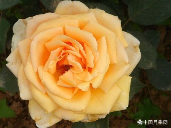 奥斯曼月季(图1)