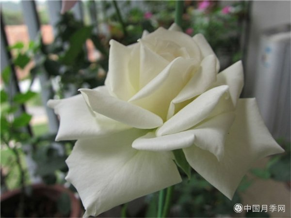 坦尼克月季(图3)