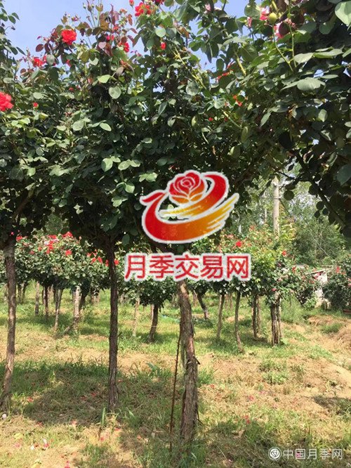 谁来装扮“你”的美，树状月季(图4)