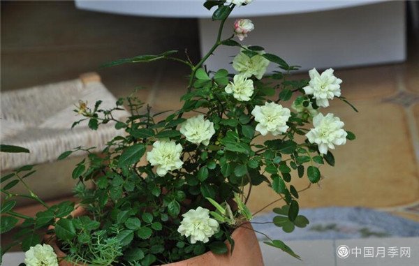 微型盆栽月季(图5)