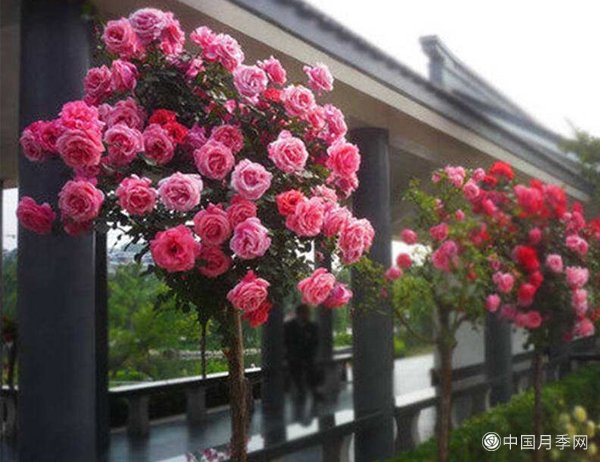 春天月季只长叶子不开花是哪里养殖出问题了(图1)
