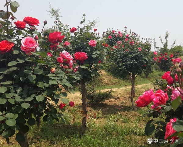 月季树长得好好的为什么要嫁接呢？(图1)