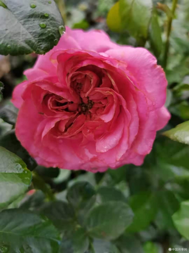 伊芙 仙王座(图2)