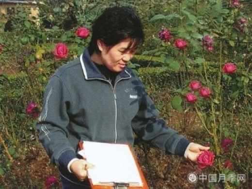 中国月季协会理事：张淑清
