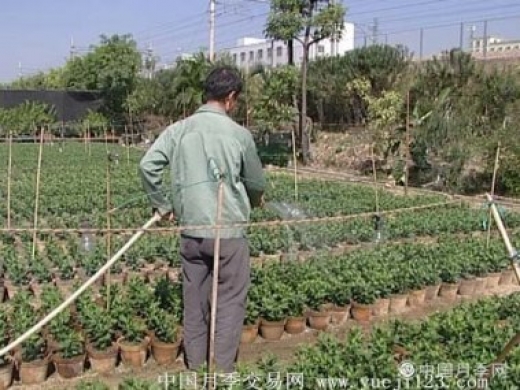 农场+电商’的模式 迈向发财路