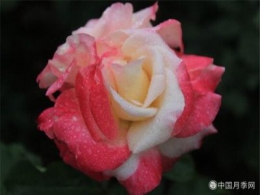 双色粉月季