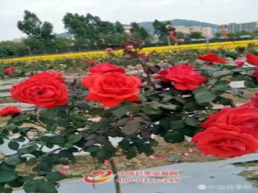 南阳月季在武汉三台山景区开花