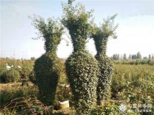 月季栽培如何管理？嫁接怎么做？