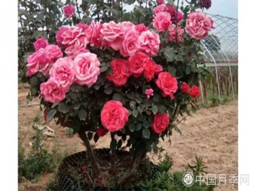 微型盆栽月季该怎样养呢？一起来学习下吧