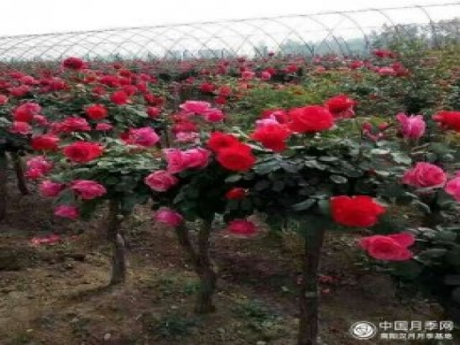 树状月季批发如何对各种病害的防治？