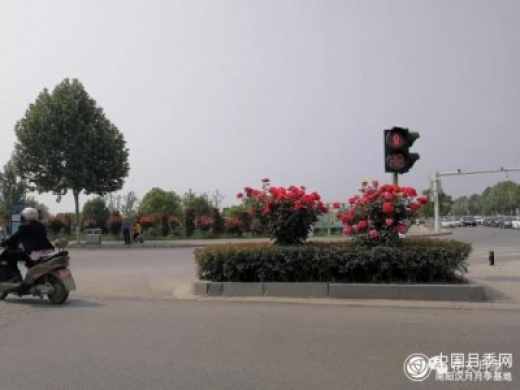 树状月季的知识和品种