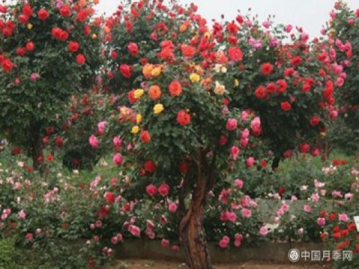 月季不同的季节养护需要不同的技巧？秋季该如何养殖