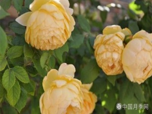 发酵农家肥不彻底对南阳月季花有什么影响?