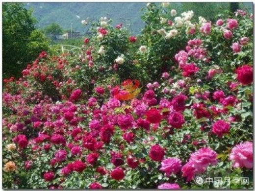 沭阳月季市花文化