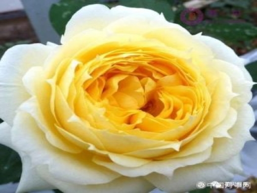阳光古董 Sunny Antike月季知识